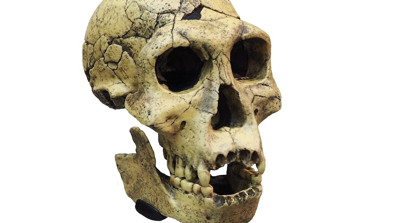 Homo georgicus