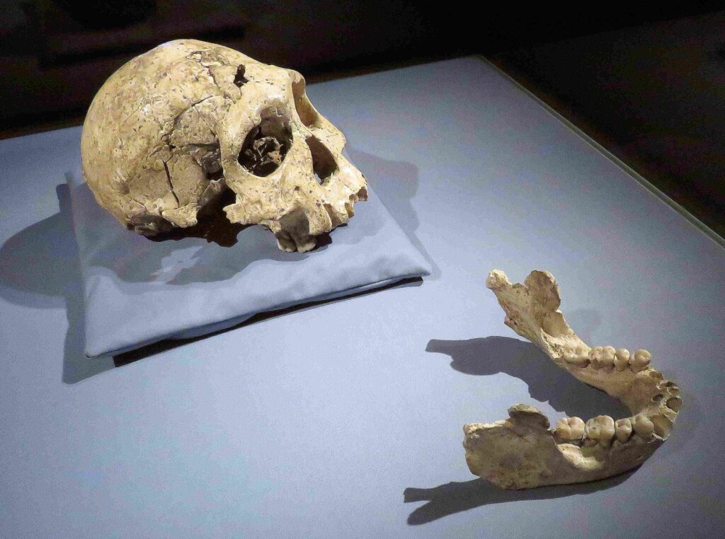 Crâne D2700 et mandibule D2735 de Dmanissi
