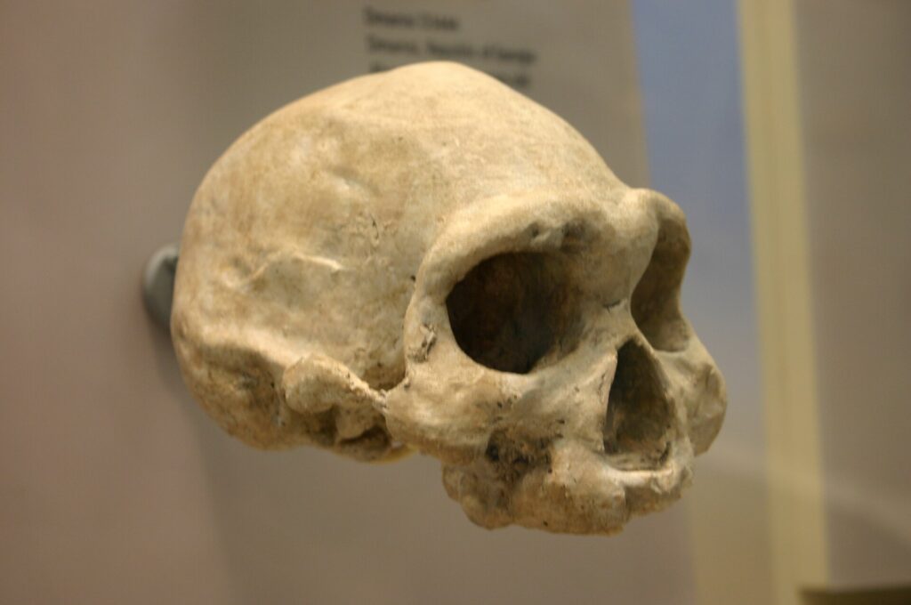 Crâne édenté D3444 de Dmanissi