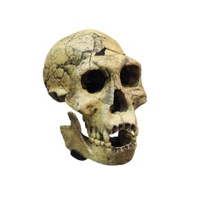 Crâne de Dmanissi, Homo georgicus