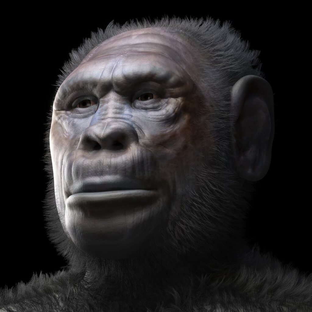 Reconstitution du visage d’un homme de Dmanissi