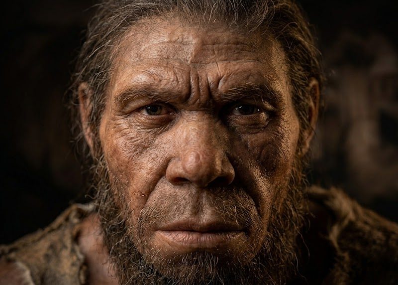 homo-habilis.jpeg