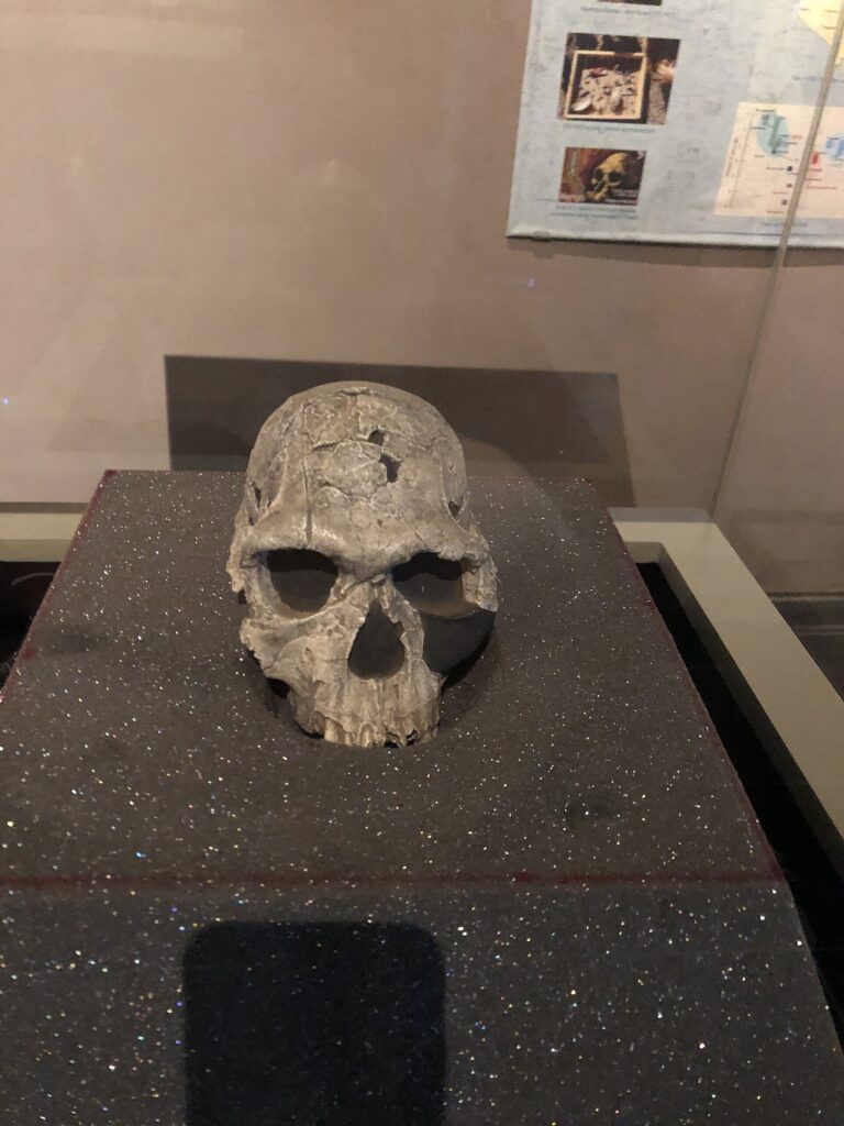 Crâne KNM-ER 1813 en vitrine