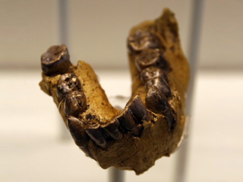 Homo habilis