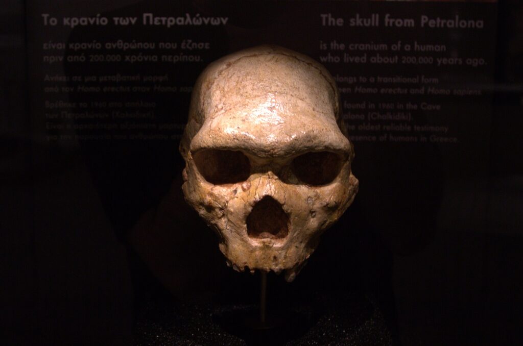 Moulage du crâne de Petralona de face