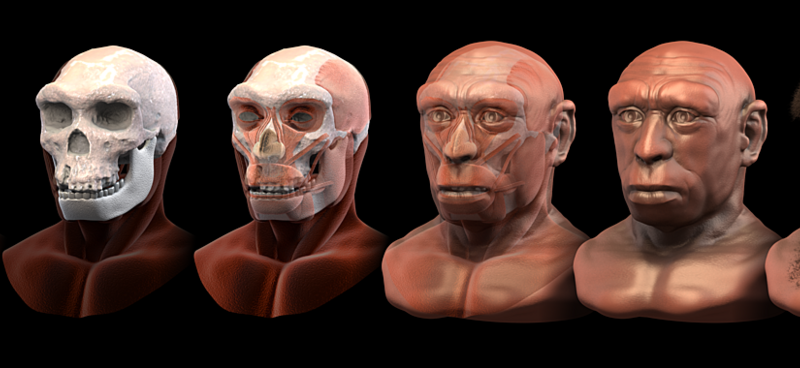 homo-heidelbergensis