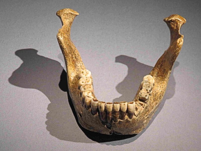 Homo heidelbergensis
