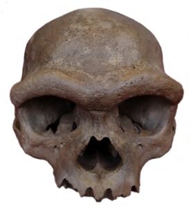 Crâne de Harbin, holotype de Homo longi