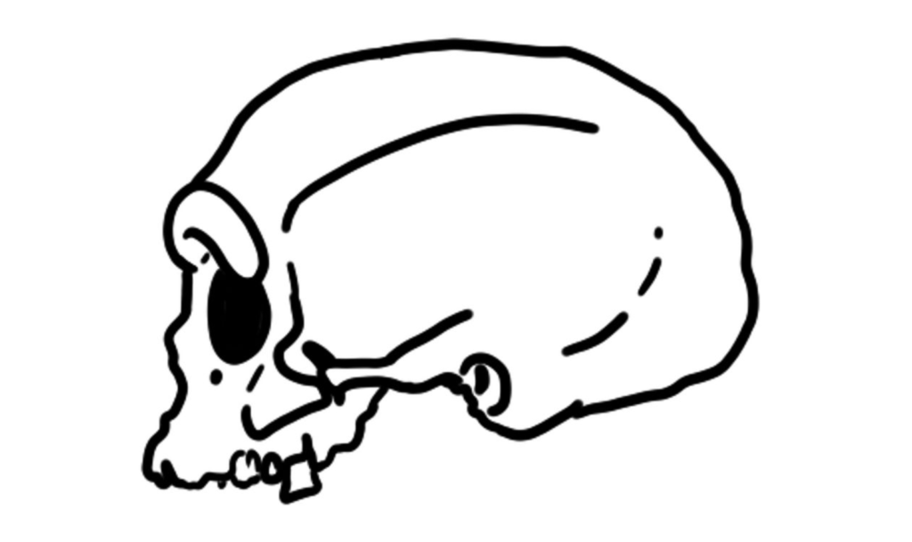 Dessin du profil du crâne de Harbin