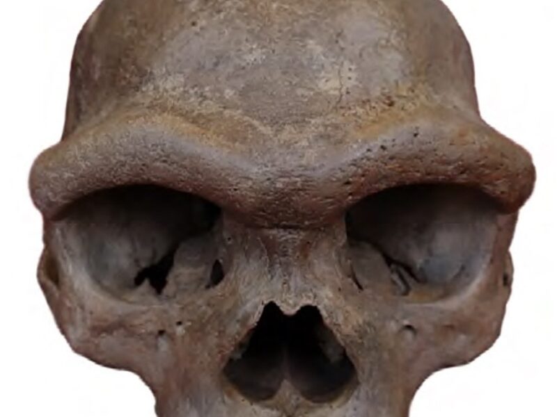 Crâne de Harbin, holotype de Homo longi