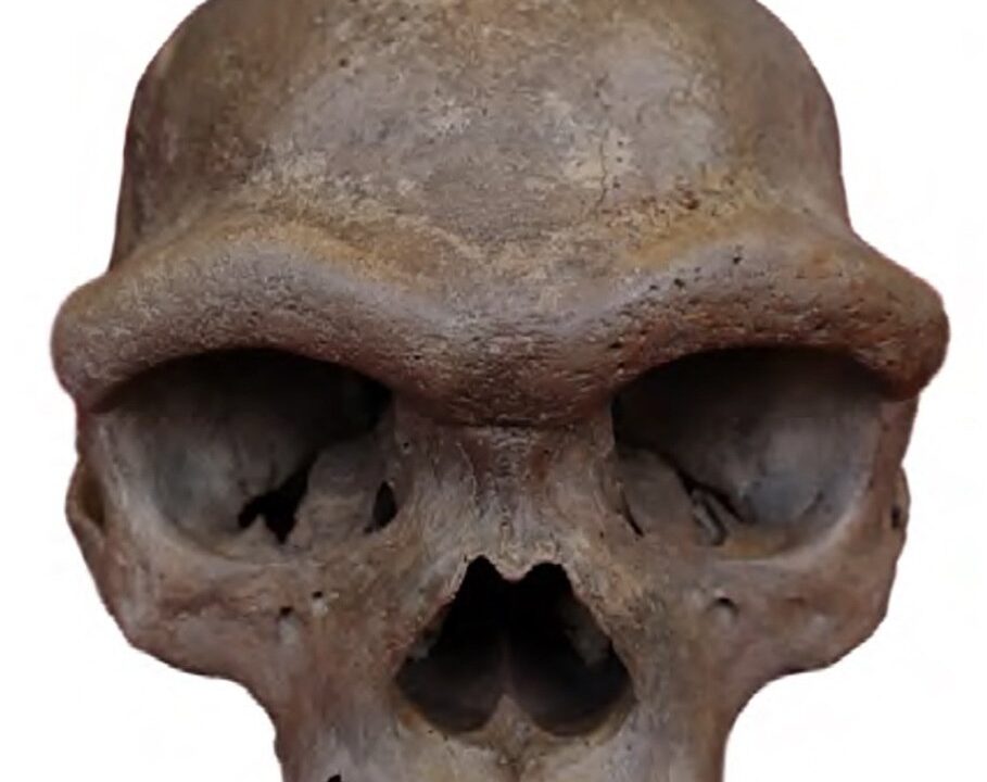 Crâne de Harbin, holotype de Homo longi