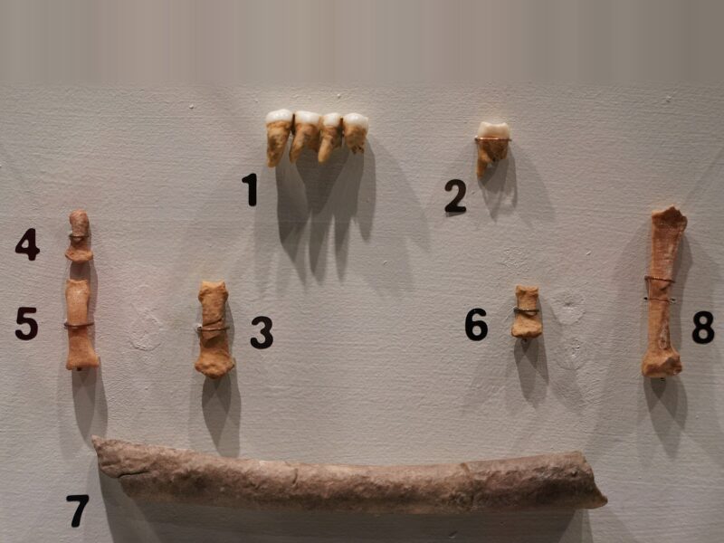 Homo luzonensis
