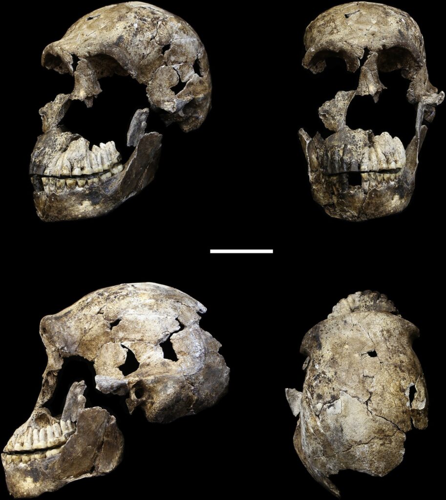 Crâne LES1 (Neo) de Homo naledi sous quatre angles