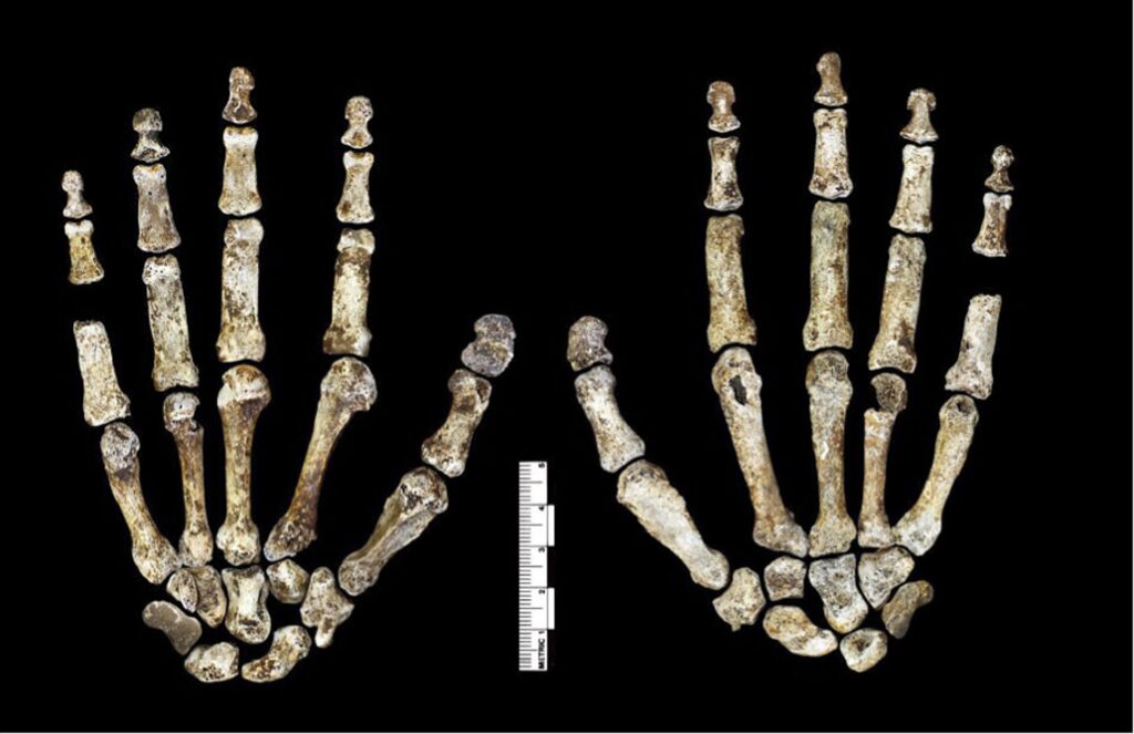Main droite fossile H1 de Homo naledi, face palmaire et dorsale