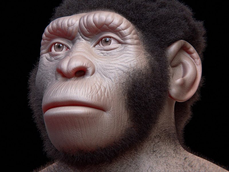 homo-naledi