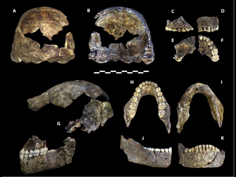 Homo naledi