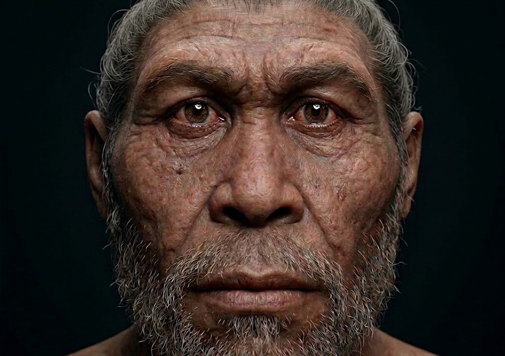 homo-neanderthalensis.jpeg