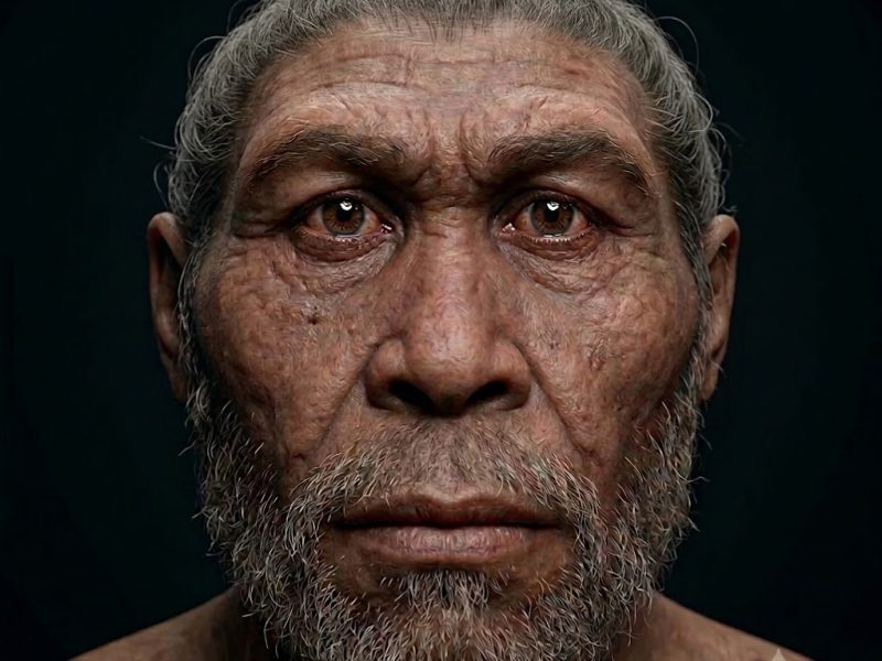 homo-neanderthalensis.jpeg
