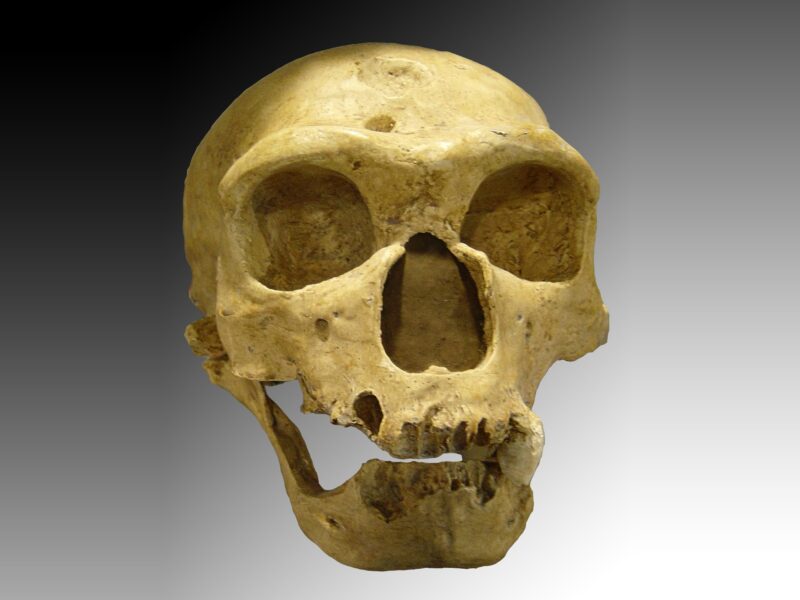 Homo neanderthalensis