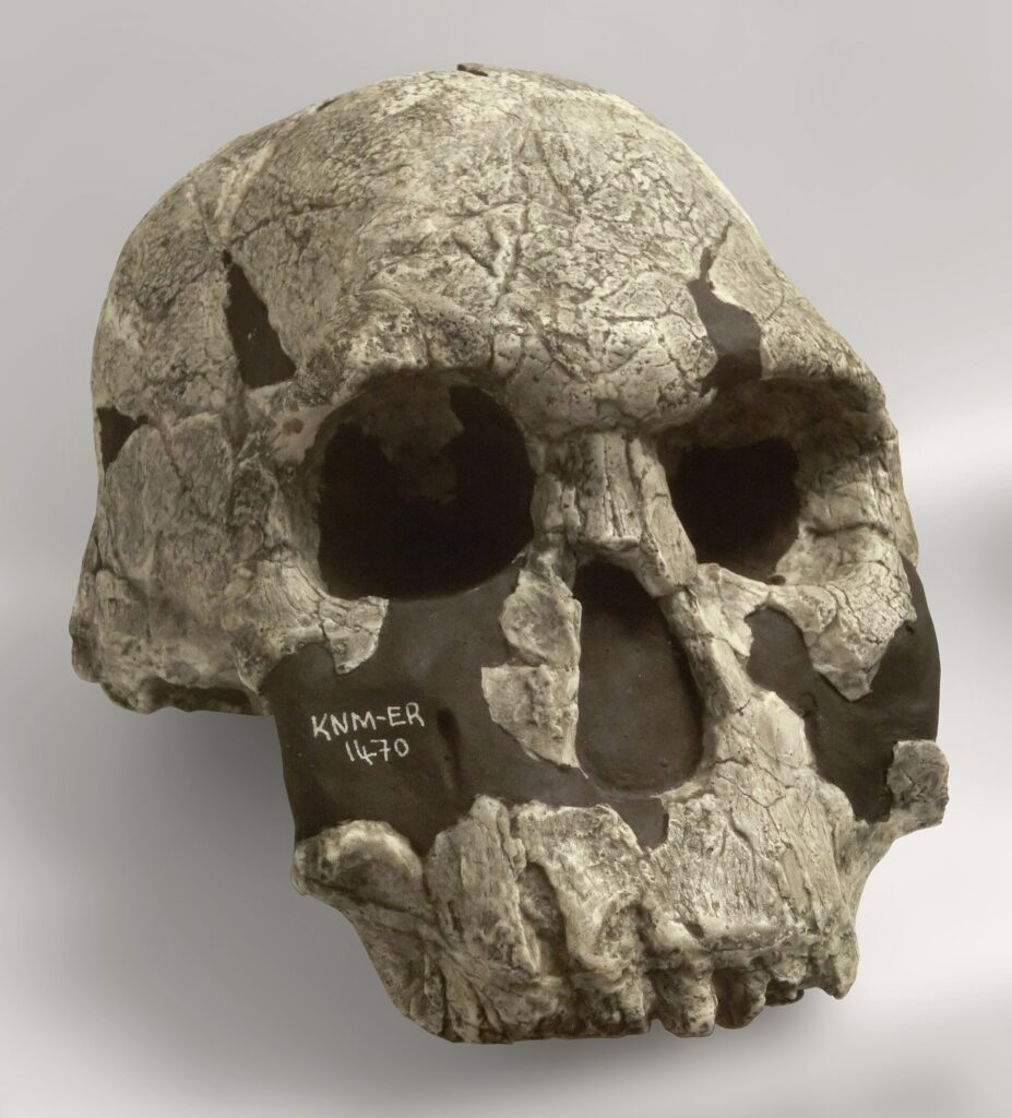 Moulage du crâne KNM-ER 1470 vu de face