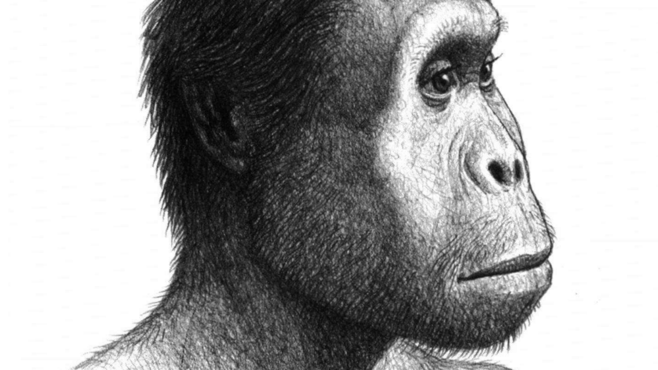 Homo rudolfensis