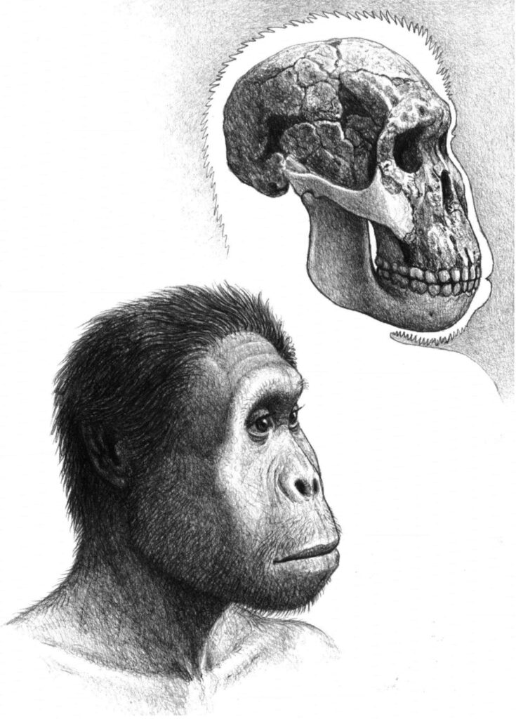 Dessin d’une tête d’Homo rudolfensis et de son crâne