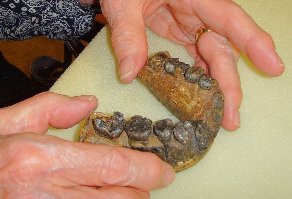 Mandibule fossile UR 501 tenue dans deux mains