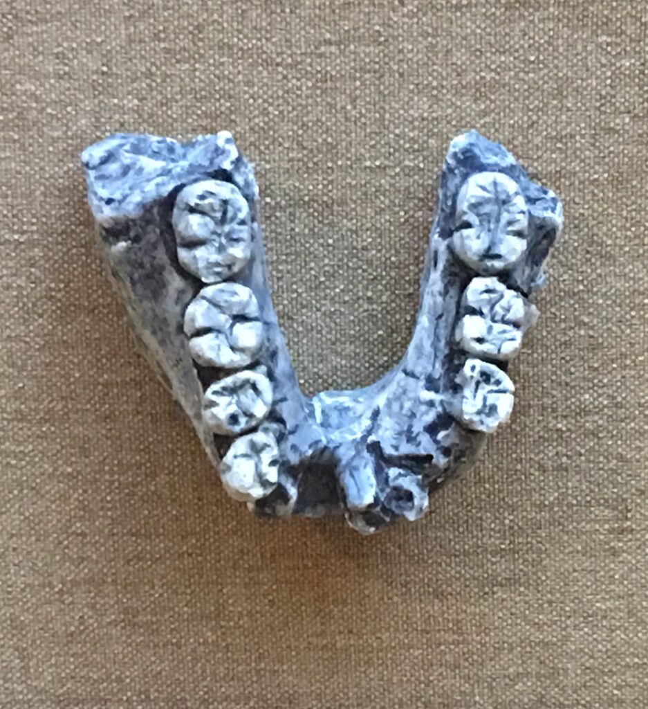 Moulage de la mandibule KNM-ER 1802 vue de dessus