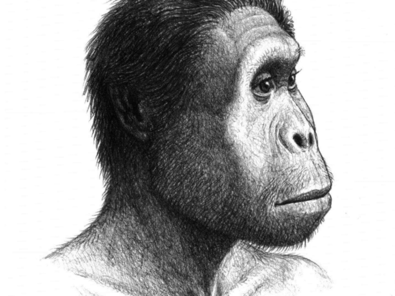 homo-rudolfensis