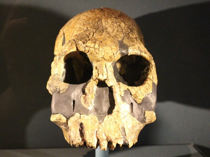 Homo rudolfensis