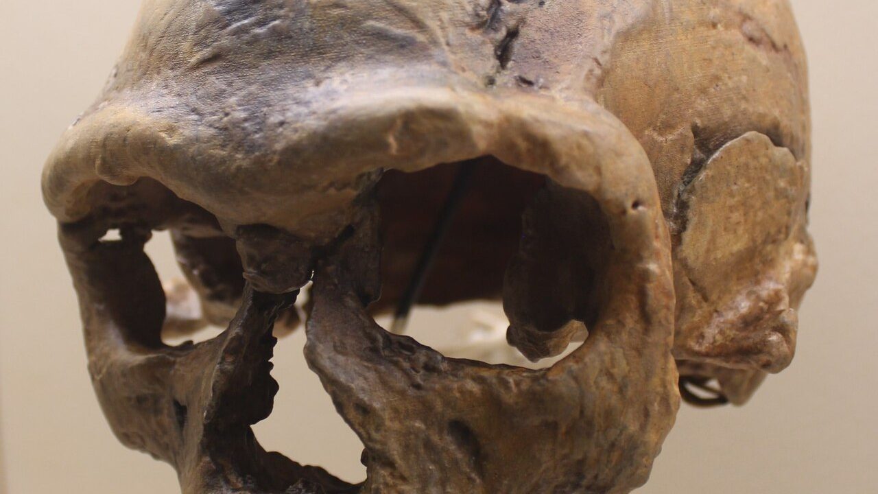 Homo sapiens