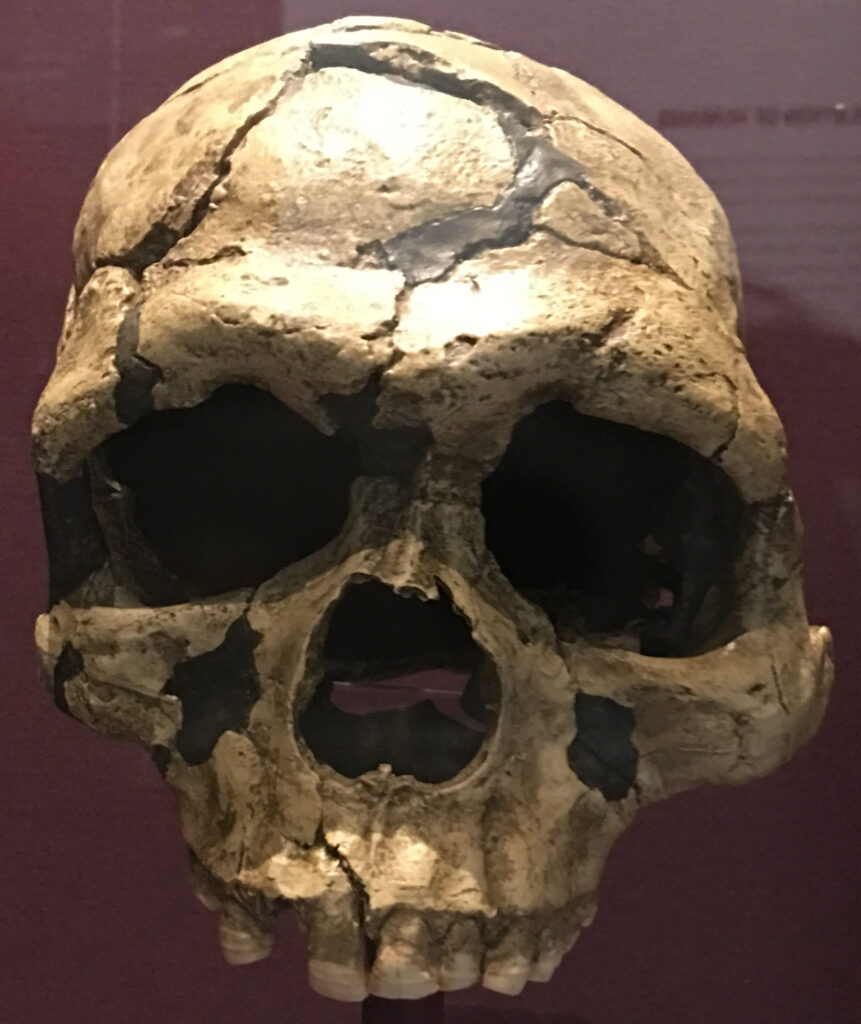 Moulage du crâne Qafzeh 6 vu de face