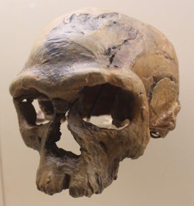 Crâne d’Homo sapiens, Homo sapiens