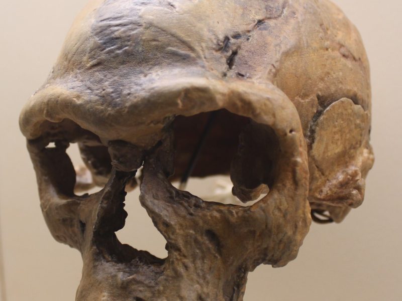 homo-sapiens