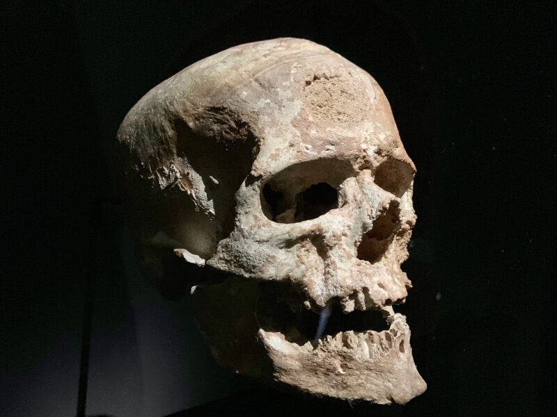 Homo sapiens