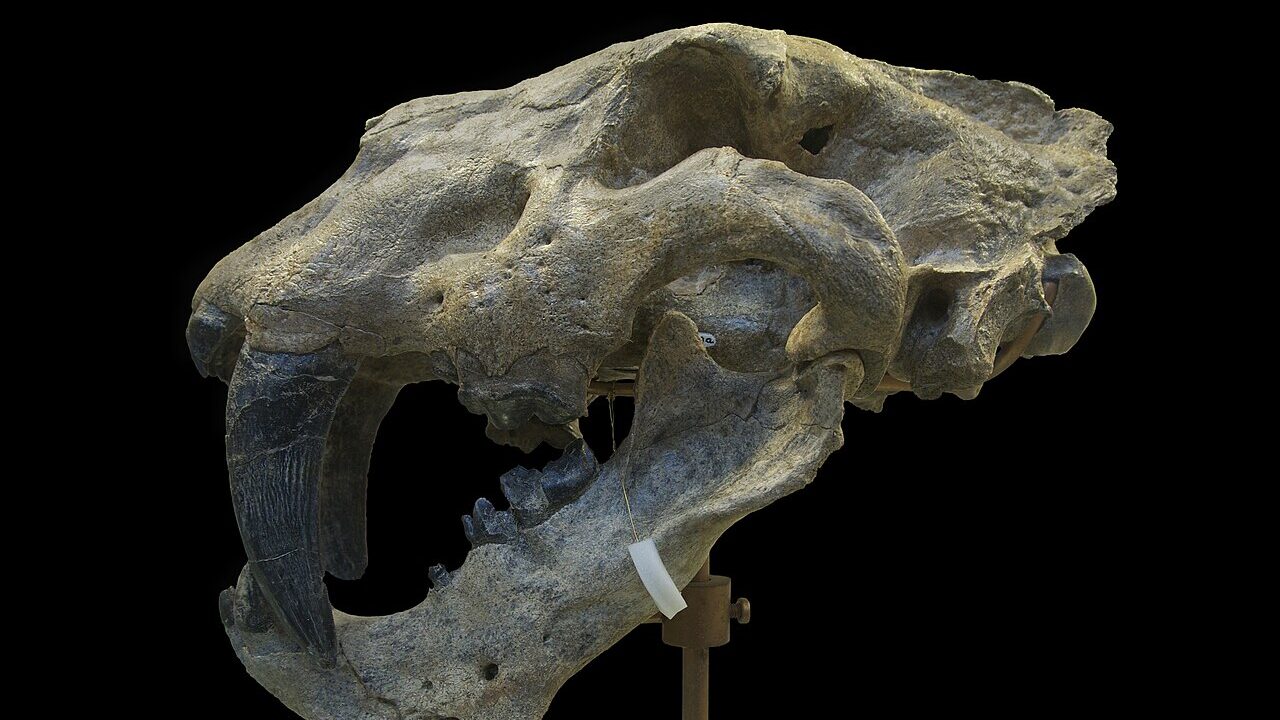 Crâne fossile.