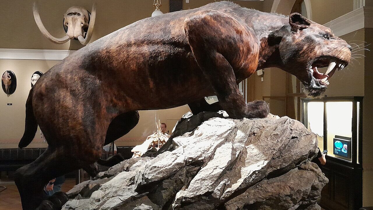 Homotherium