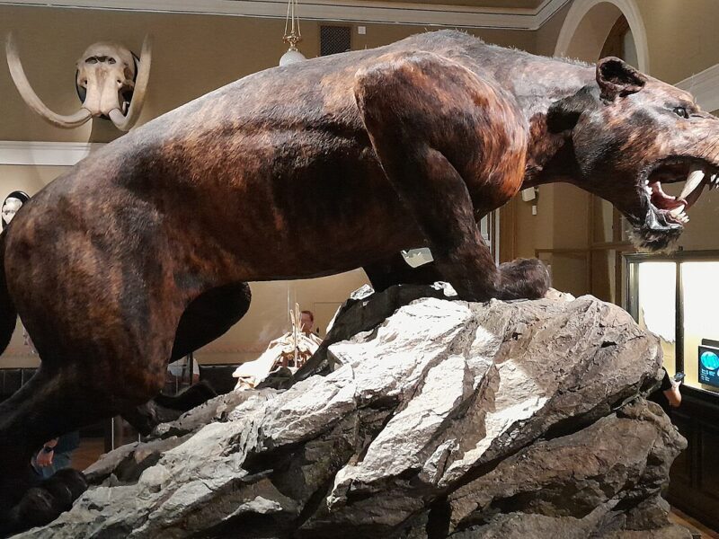 Homotherium