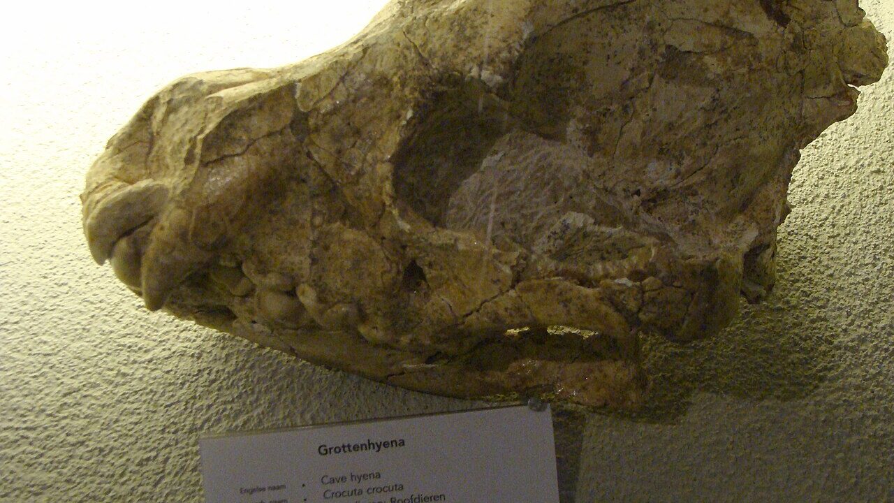 Squelette (montage de musée).