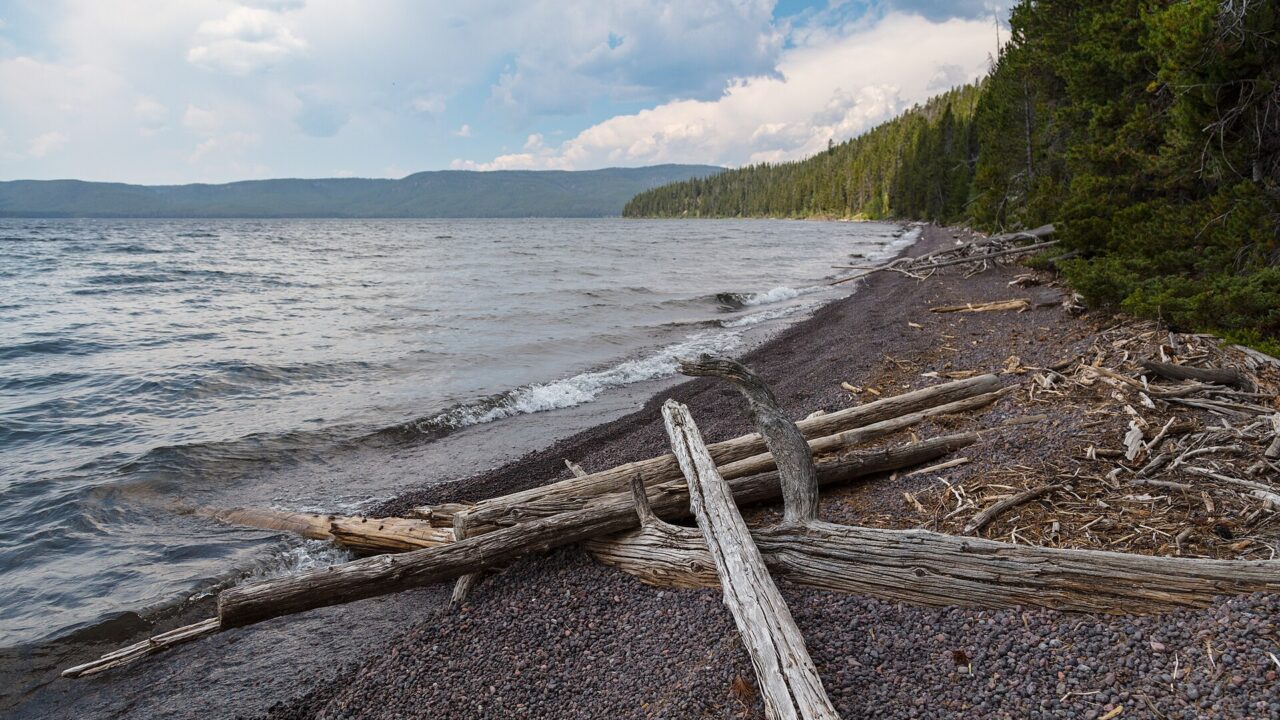 Troncs de bois flotté échoués sur la rive d’un lac