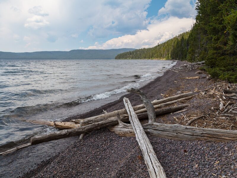 Troncs de bois flotté échoués sur la rive d’un lac
