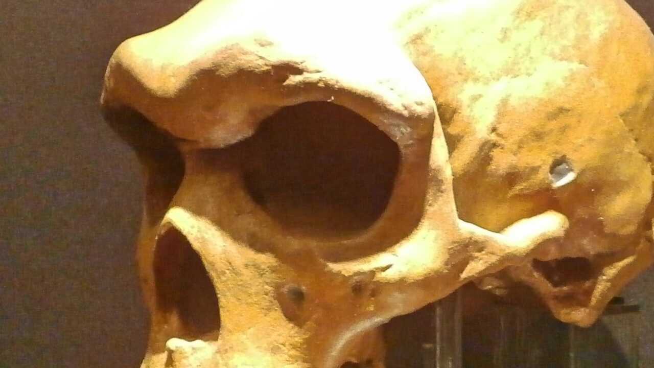 Crâne fossile de Kabwe (Broken Hill 1), vu de profil
