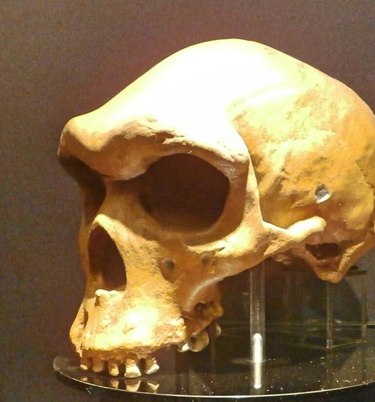 Crâne fossile de Kabwe (Broken Hill 1), vu de profil