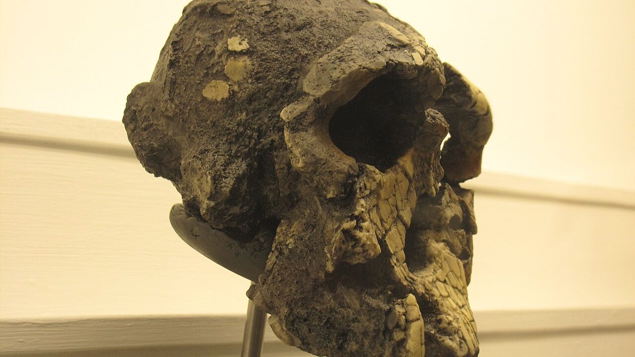 Kenyanthropus platyops