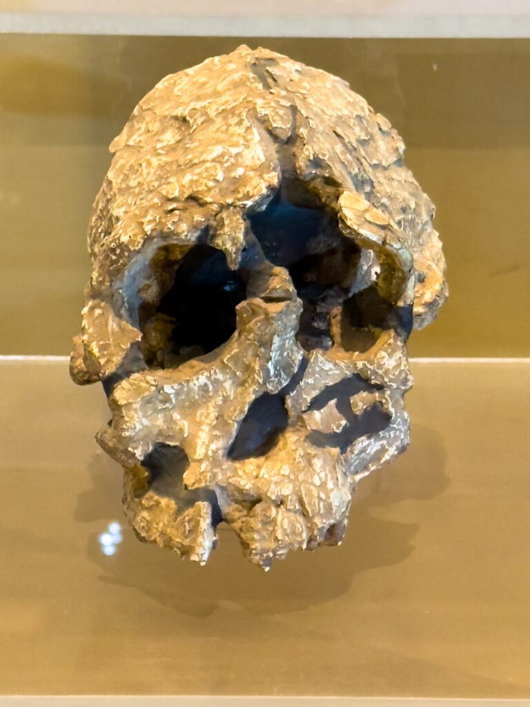 Crâne de Kenyanthropus platyops en vitrine à Nairobi