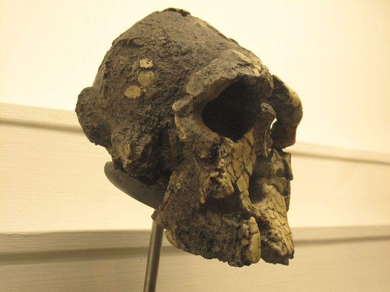kenyanthropus-platyops