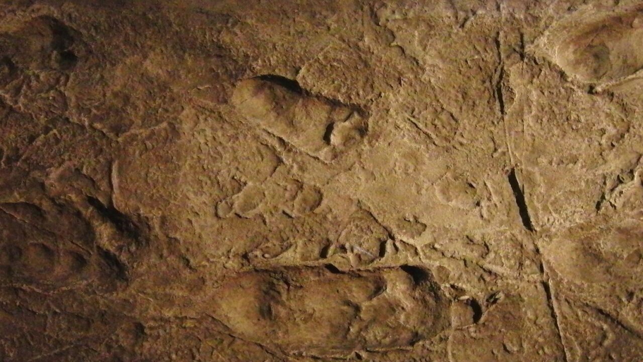 Moulage des empreintes de pas fossiles de Laetoli