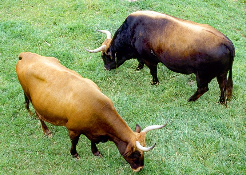 Auroch bull and cow