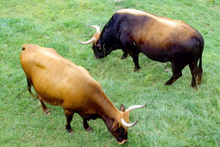 Auroch bull and cow