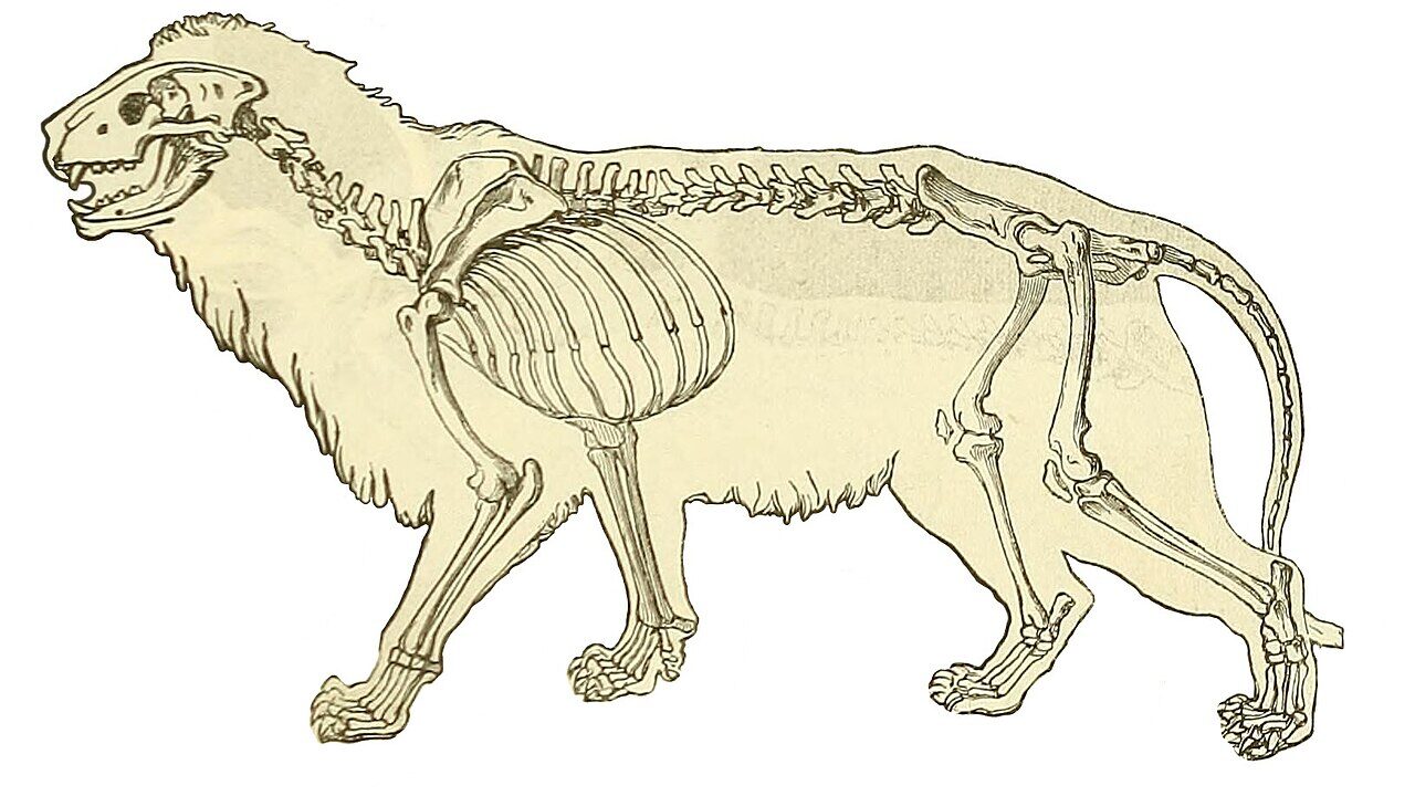 Lion des cavernes